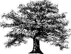 oak tree